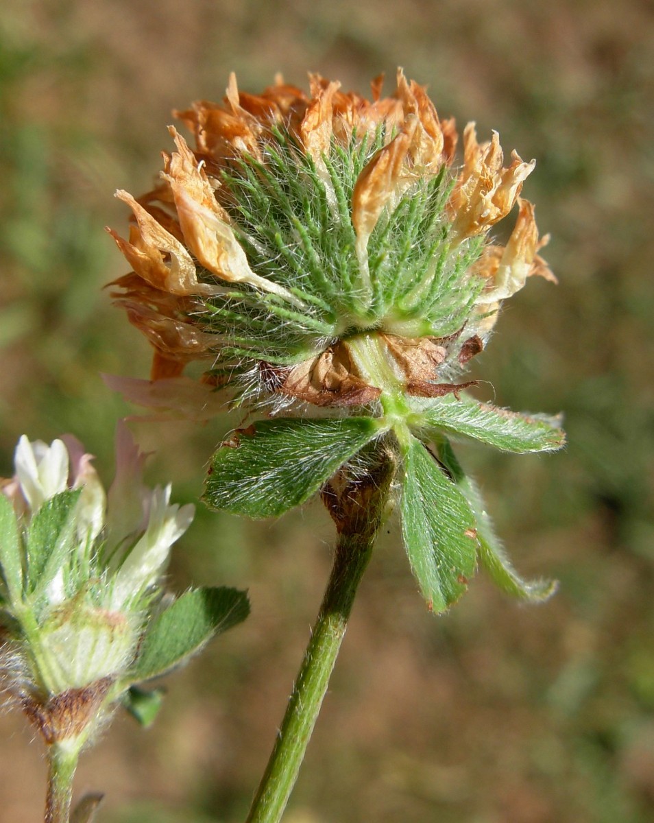 Trifolium pallidum Waldst. & Kit. / Trifoglio pallido